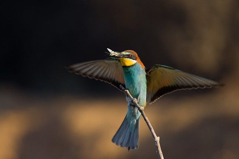 золотистая, щурка с молью фото превью