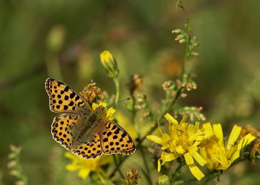 перламутровка, Cheplenko Aleksey