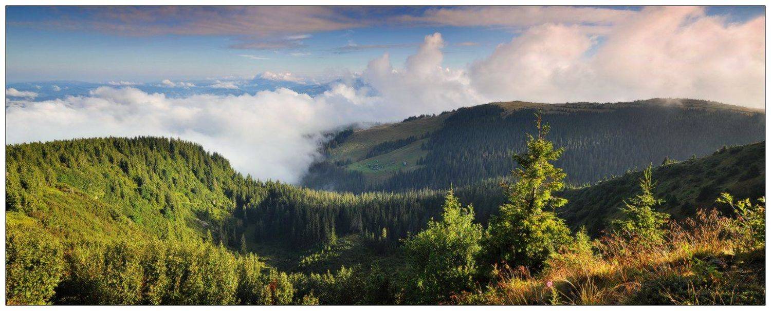 , Денис Кривой