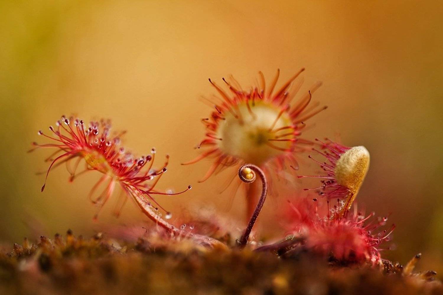 росянка, макропейзаж, Юлия