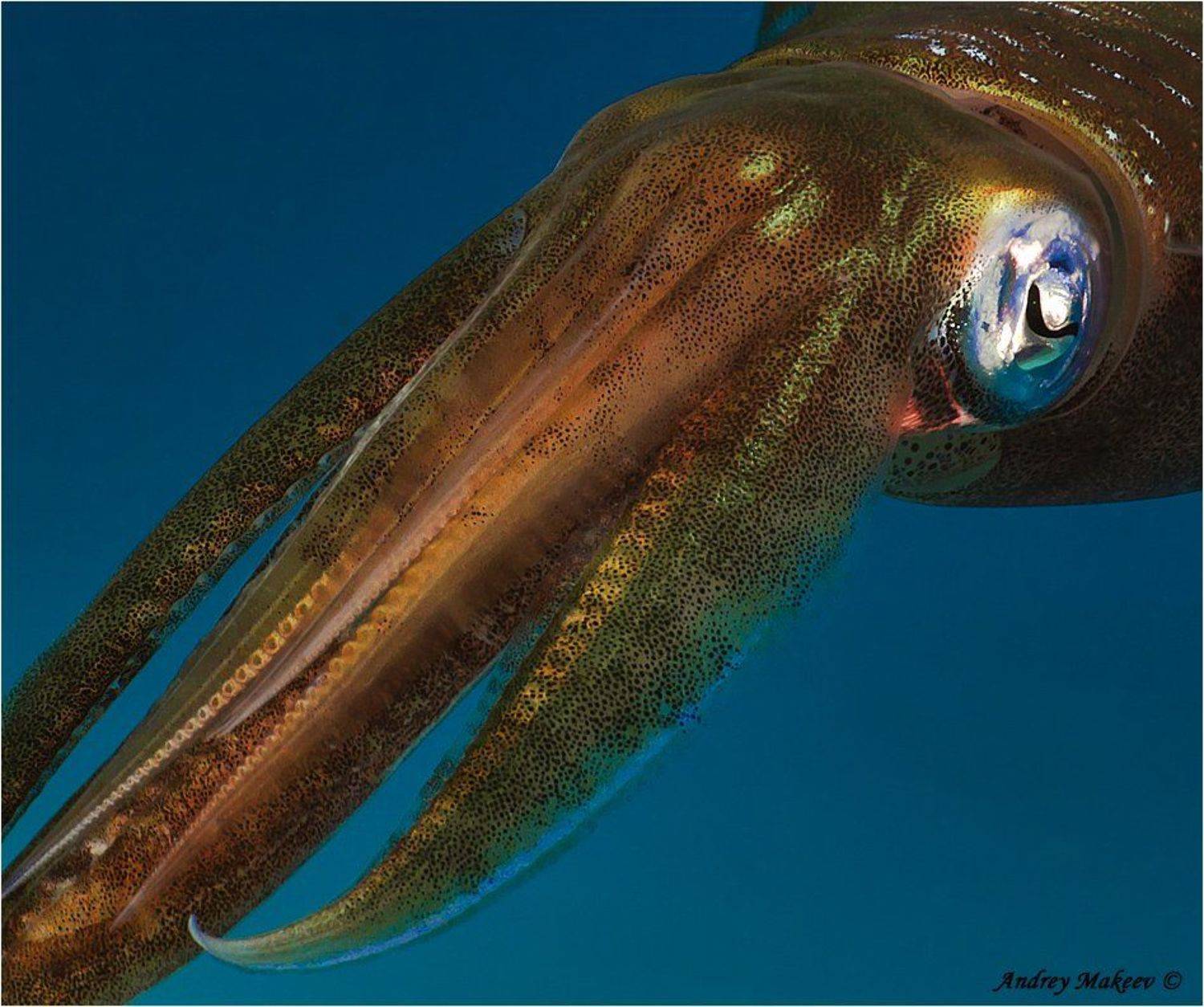 красное море, кальмар, самэц, Андрей Макеев