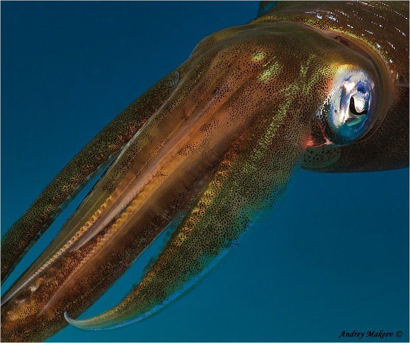 красное море, кальмар, самэц Кальмар натуральный... фото превью