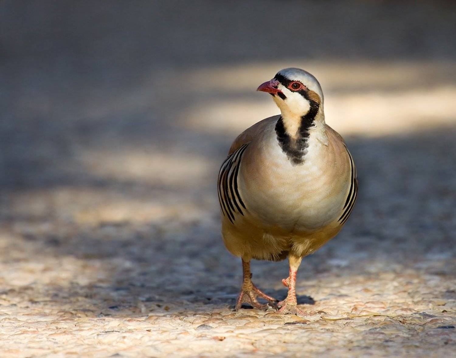 каменная, куропатка, или, кеклик, Alena