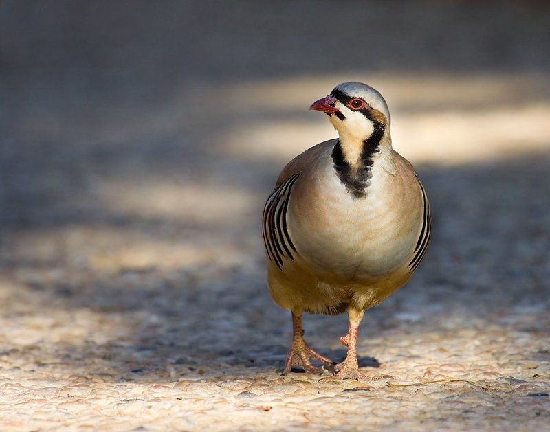 каменная, куропатка, или, кеклик выходящий в свет.... фото превью