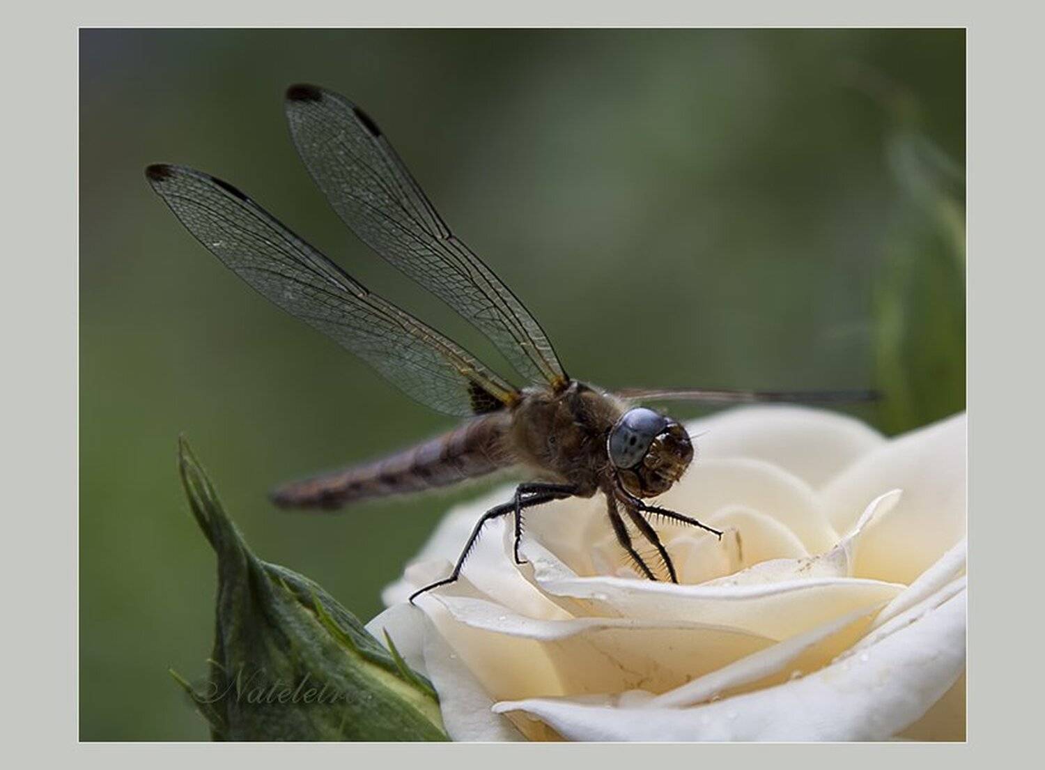 , Наталья Кузнецова (Nateletro)