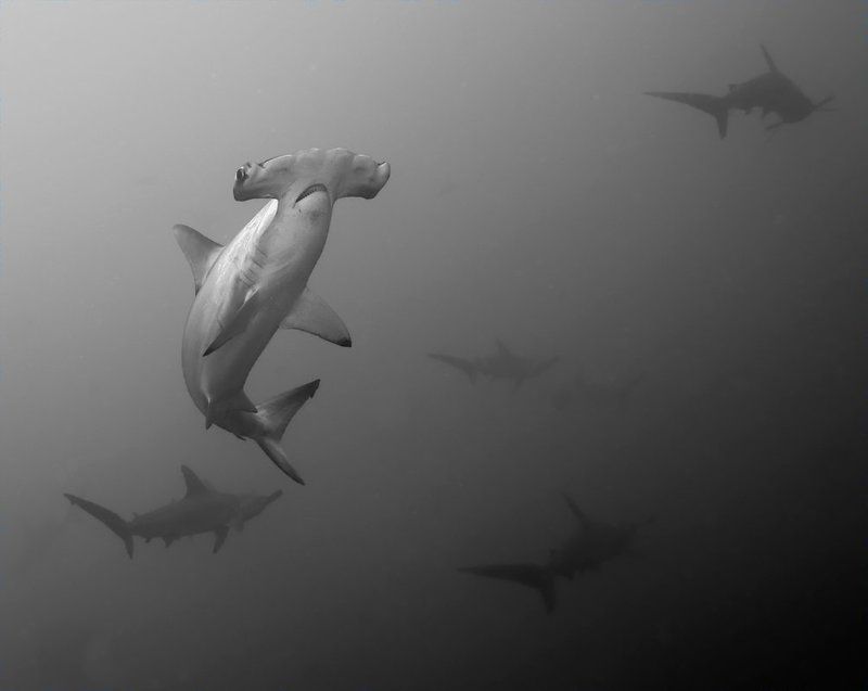 акула, shark, hammerhead, underwater Маленькое счастье фото превью