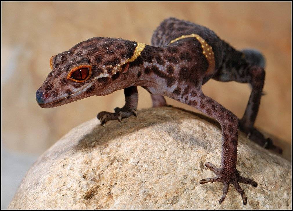 геккон,ящерица,каменное,яйцо, Александр Чувилин