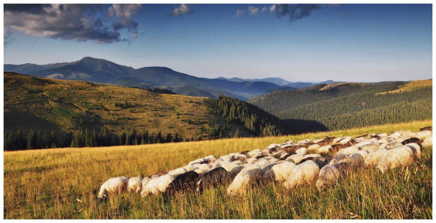 , Денис Кривой