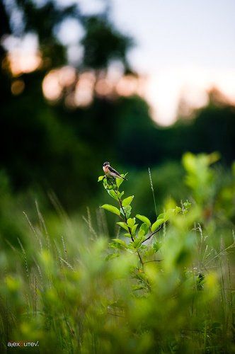 краски лета