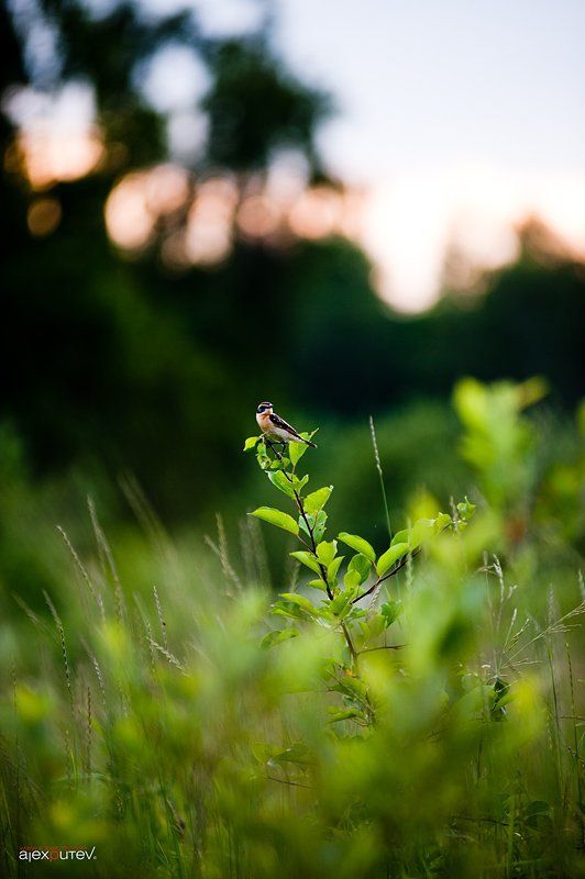 птица,лето,закат краски лета фото превью