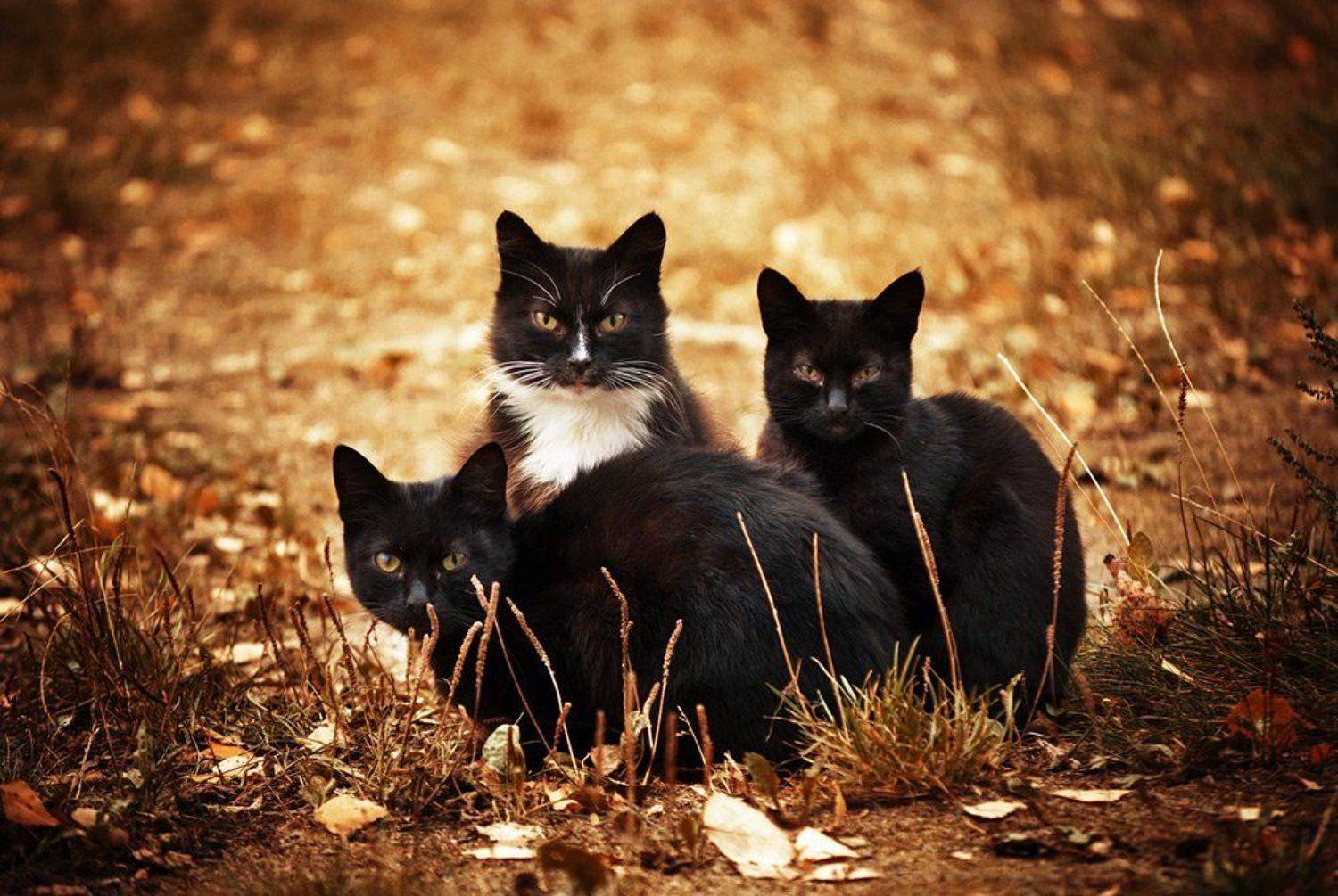 коты, улица, жанр, осень, Павел Рыженков