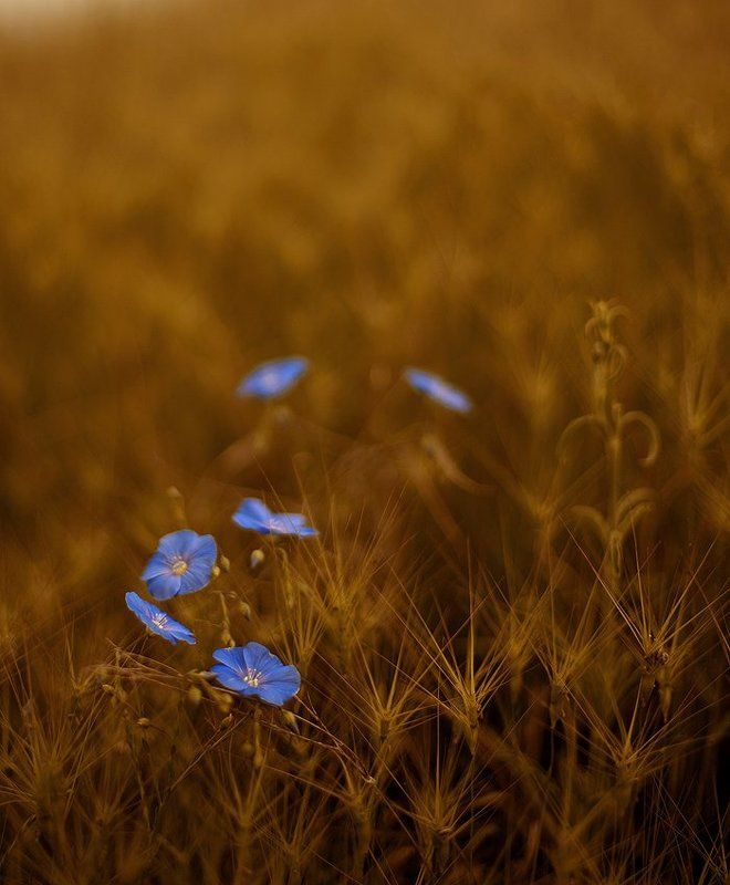 ... фото превью