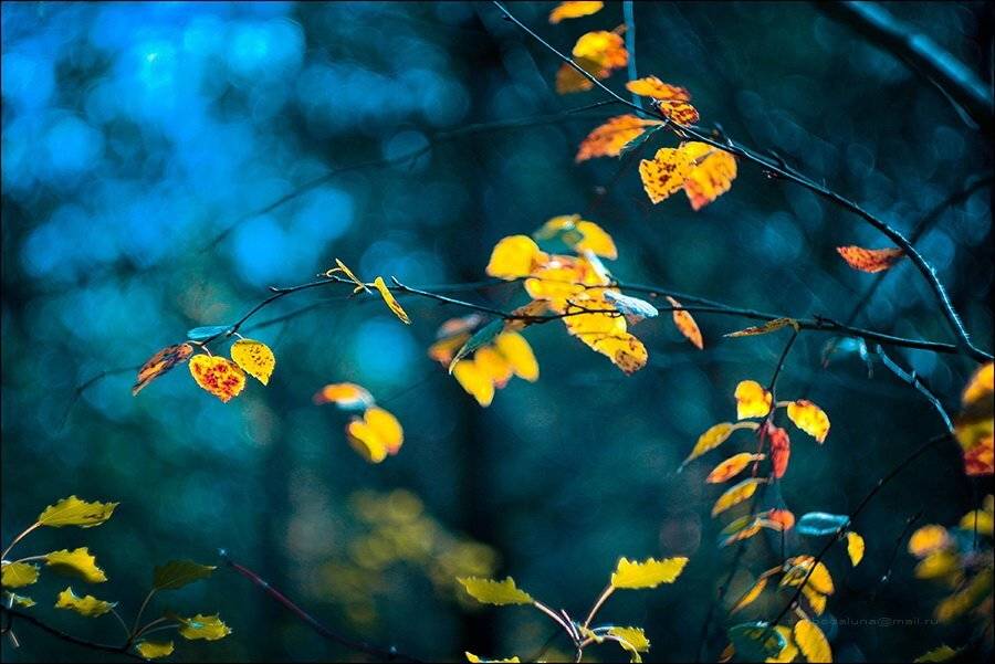 осенняя прохлада..... Автор: Svoboda Andreeva , Svoboda Andreeva