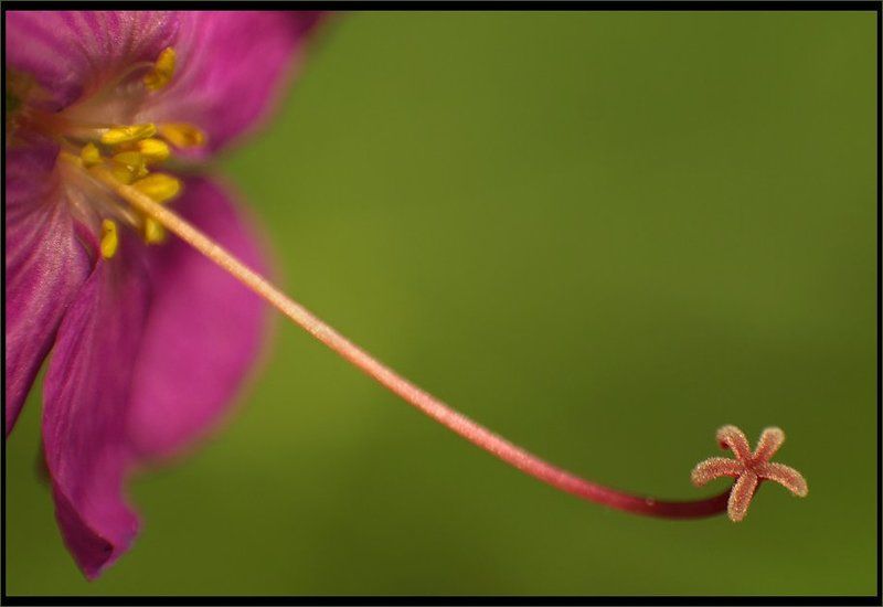 Макро фото превью