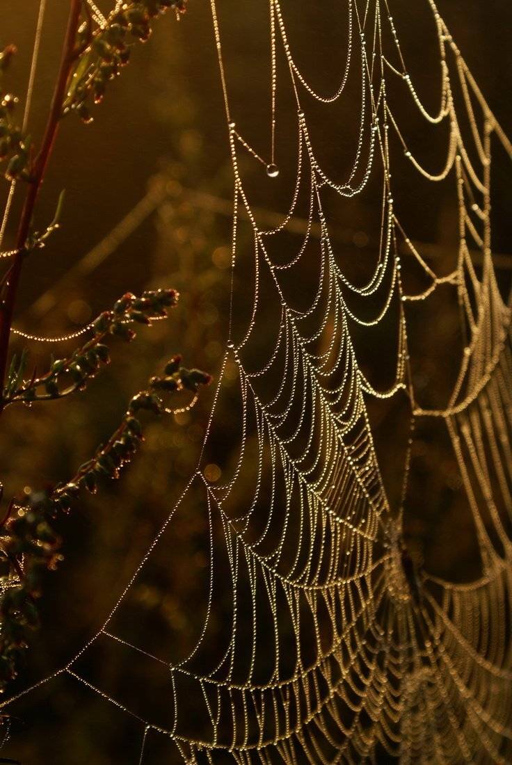 , Евгения  Слезингер