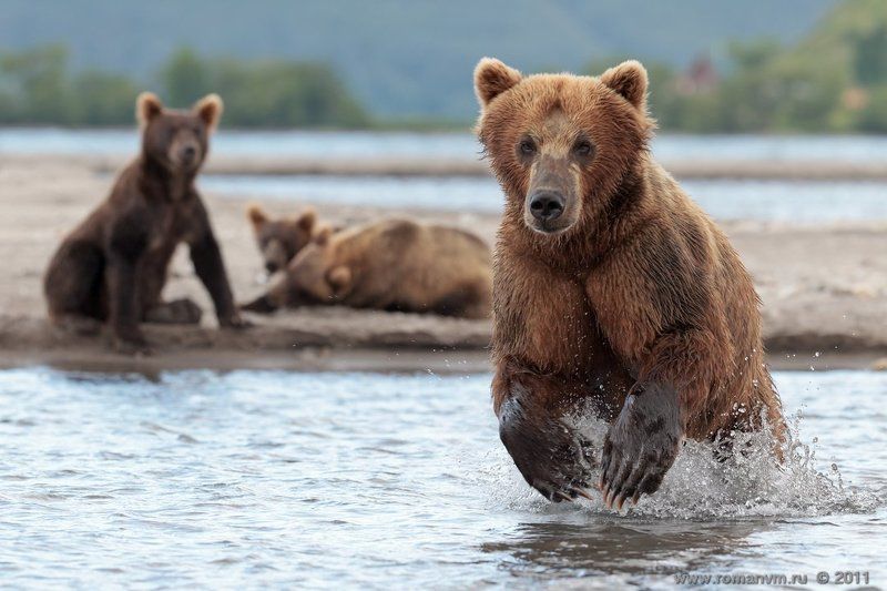 камчатка, медведь, озеро курильское Добытчица фото превью