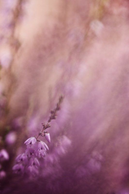 вереск, вечер, палитра вересковый этюд 2 фото превью