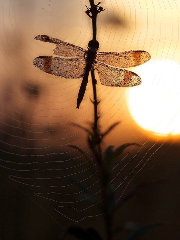 осенний рассвет фото превью