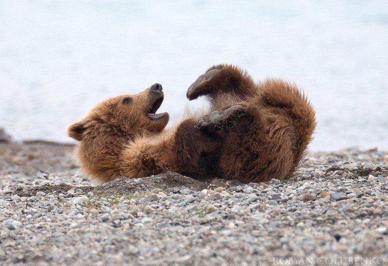 Я на солнышке лежу. Аляска / Sunbathing Alaska style фото превью