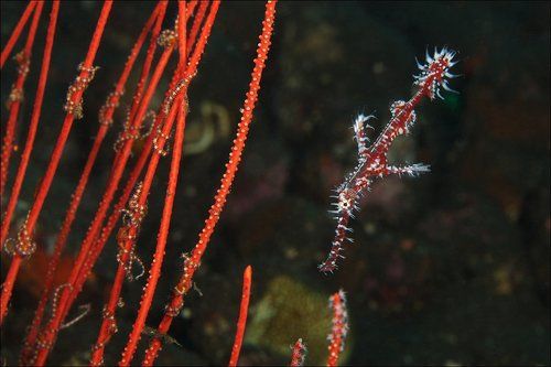 Ghost pipefish
