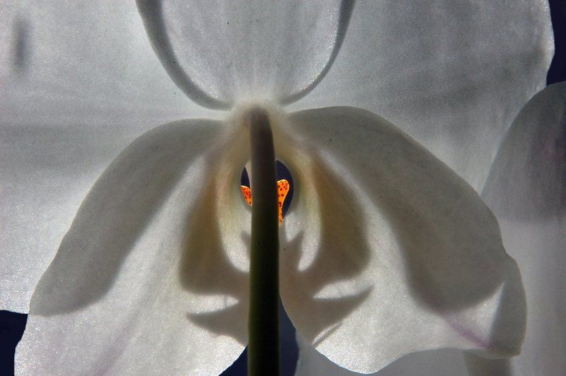 зорко одно лишь сердце...(с) фото превью