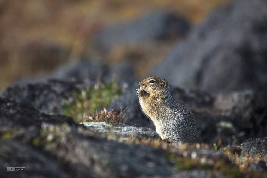 , Сергей Краснощёков