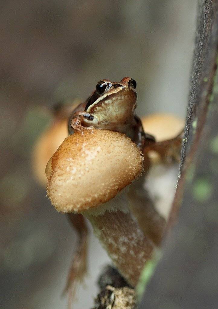 , Сергей Таланов