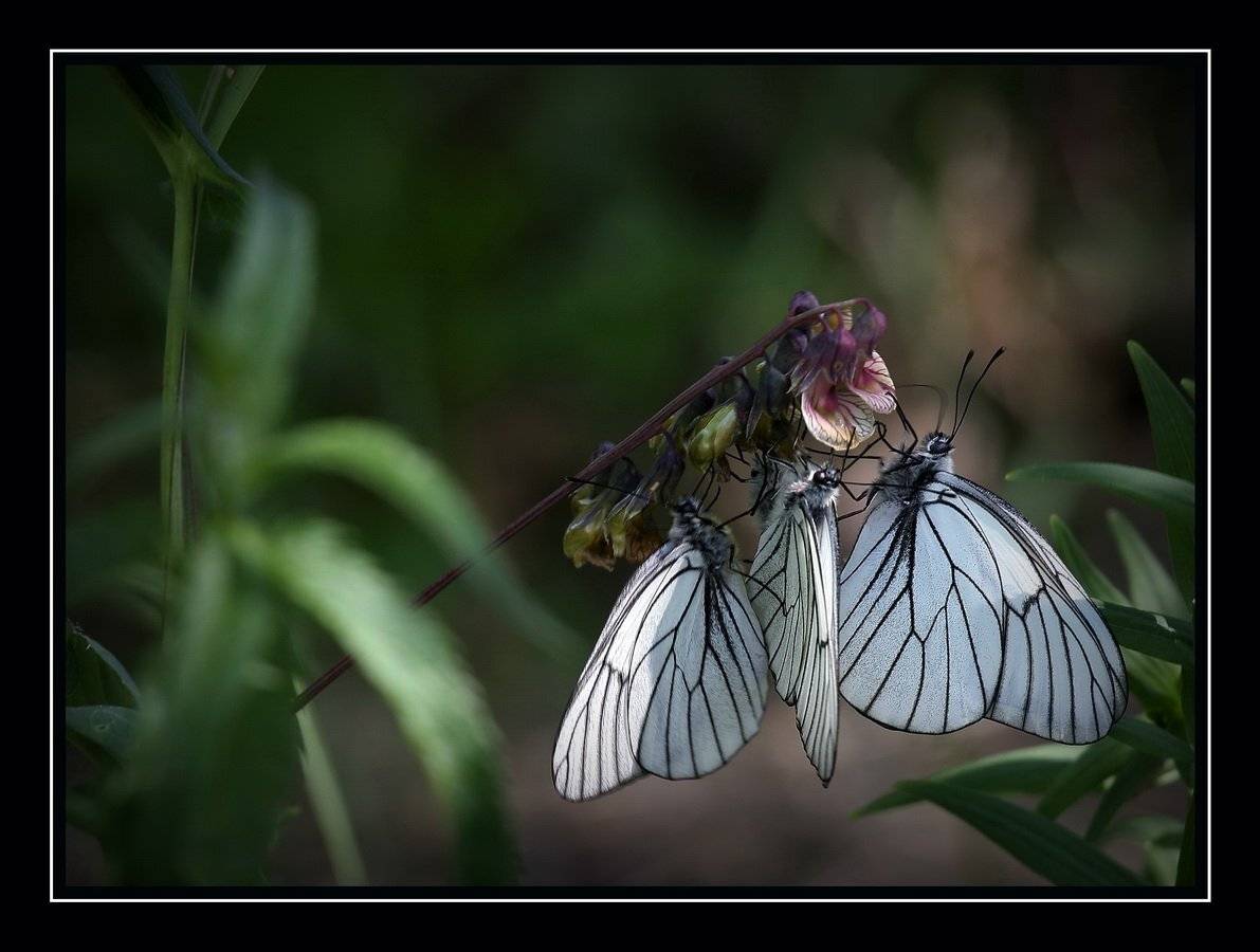 , Васенин Валерий