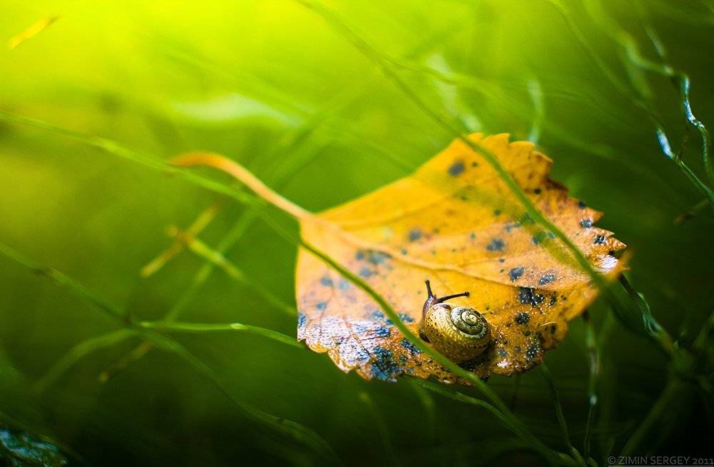 , Сергей Зимин