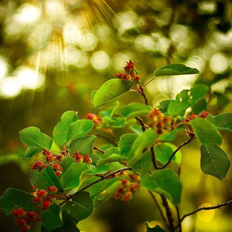 Солнышко фото превью