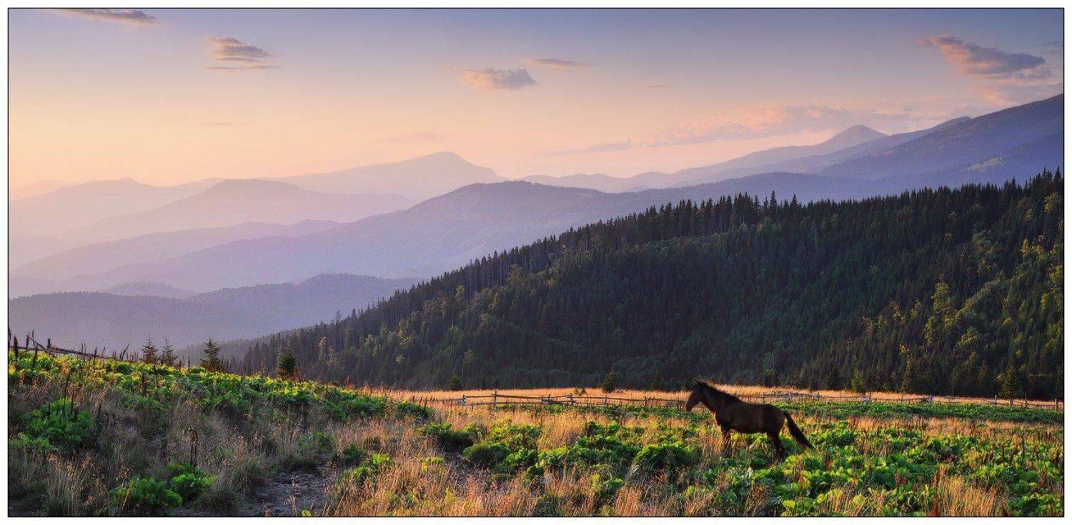 , Денис Кривой