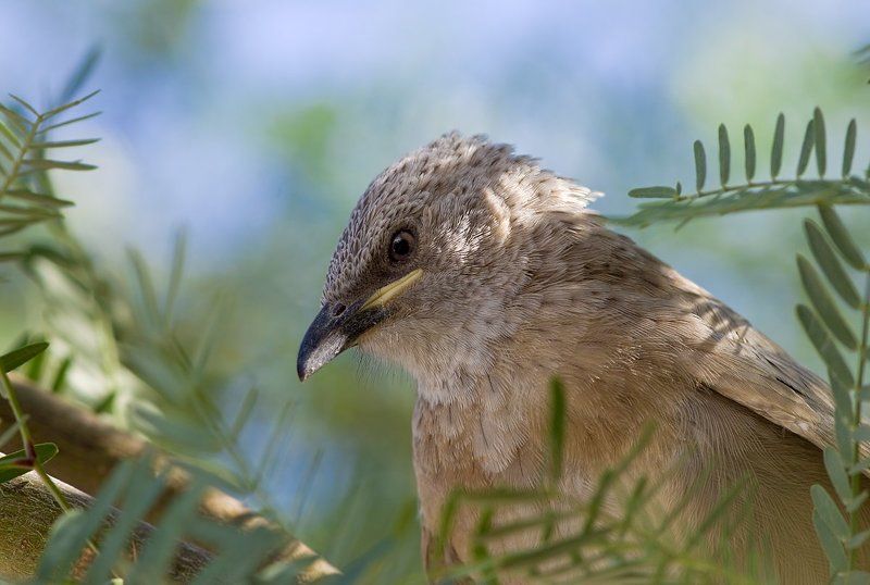 арабский, серый, дрозд ,арабская дроздовая тимелия серьезный фото превью
