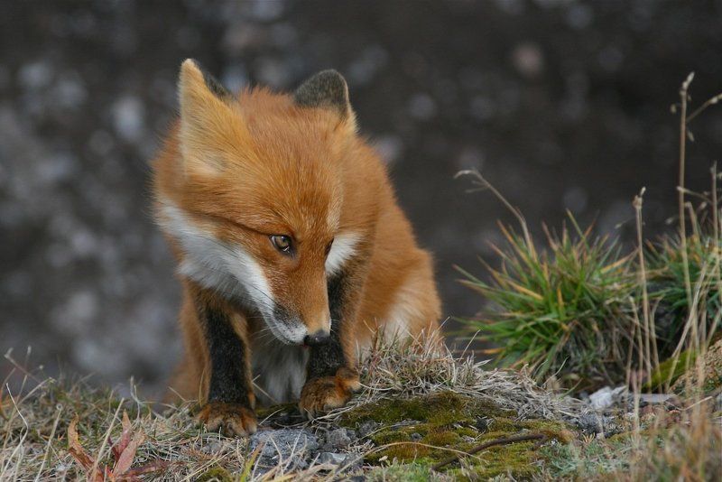 Лиса, Патрикеевна Патрикеевна Камчатская фото превью