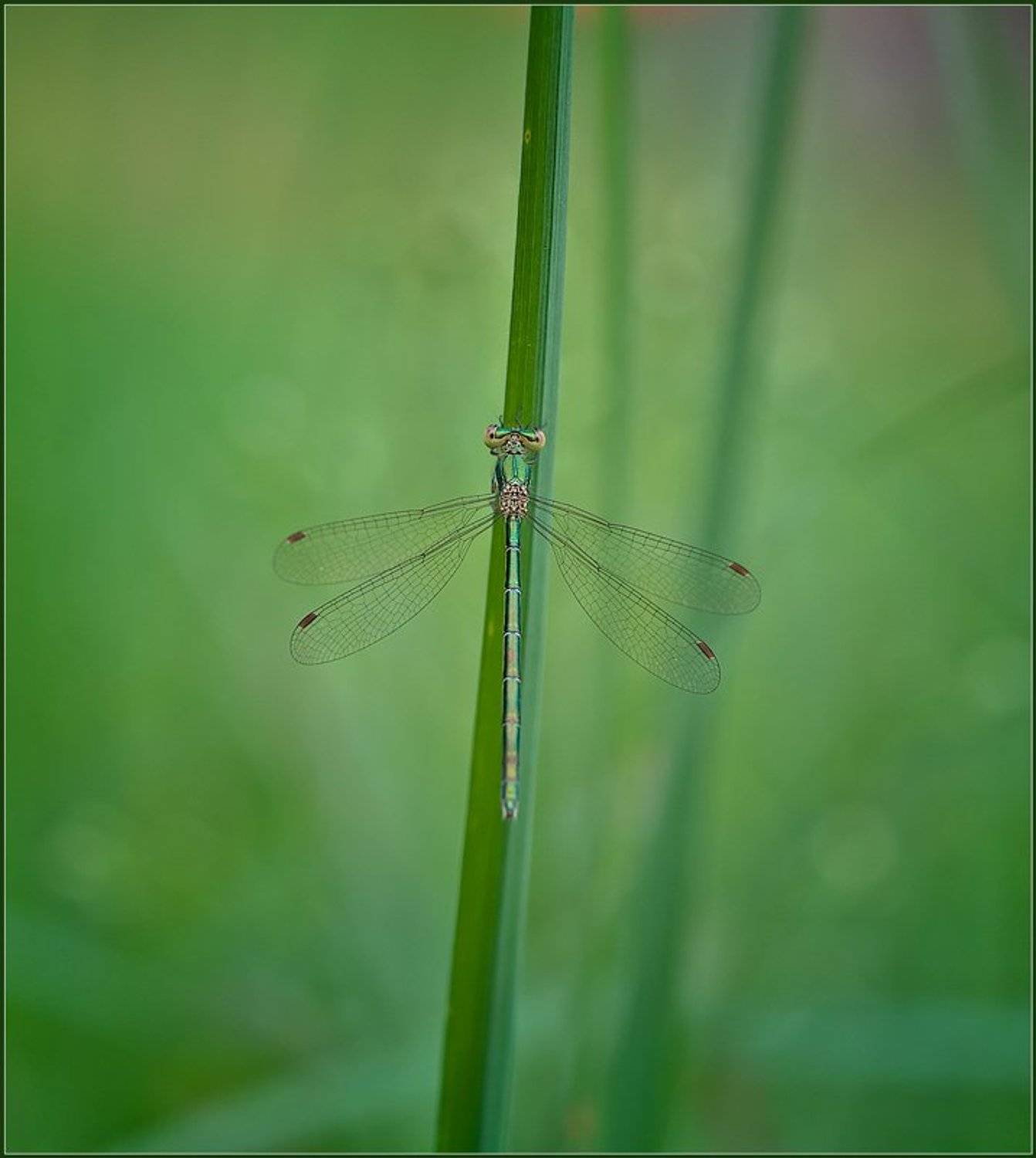 макро,стрекоза,, Евгений Кирилкин.