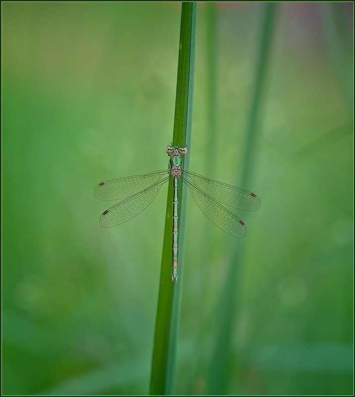 макро,стрекоза, Красотка. фото превью