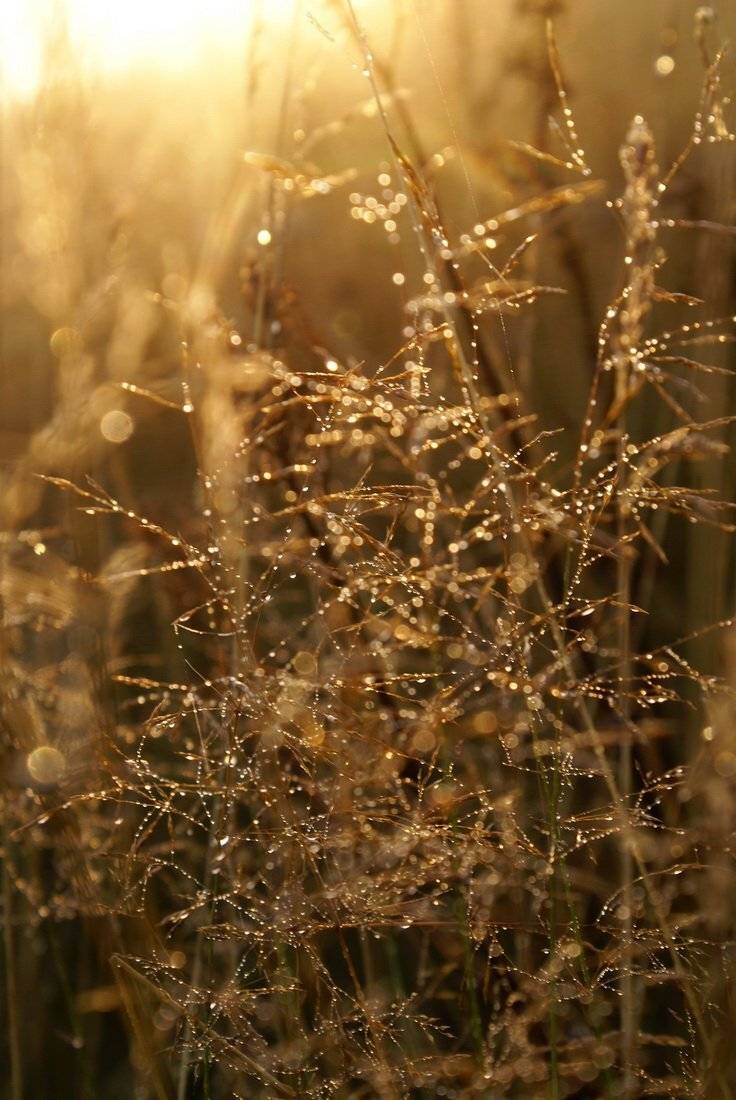 , Евгения  Слезингер