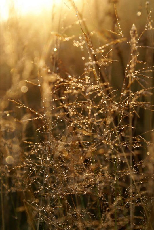 утро фото превью