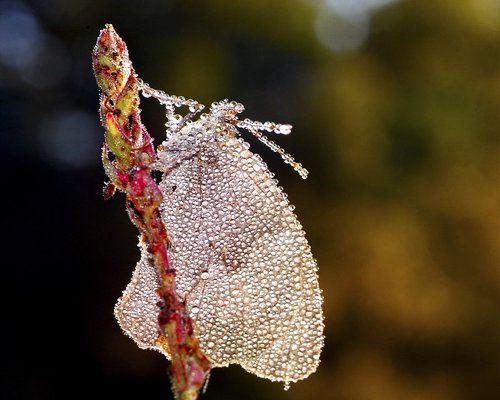 На заре ты ее не буди...