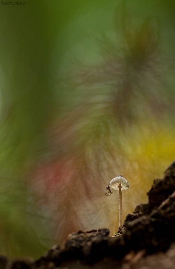 ростислав, canon 100mm macro usm,, Ростислав