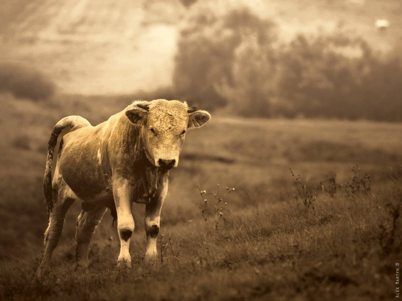 , Alexander Martynov