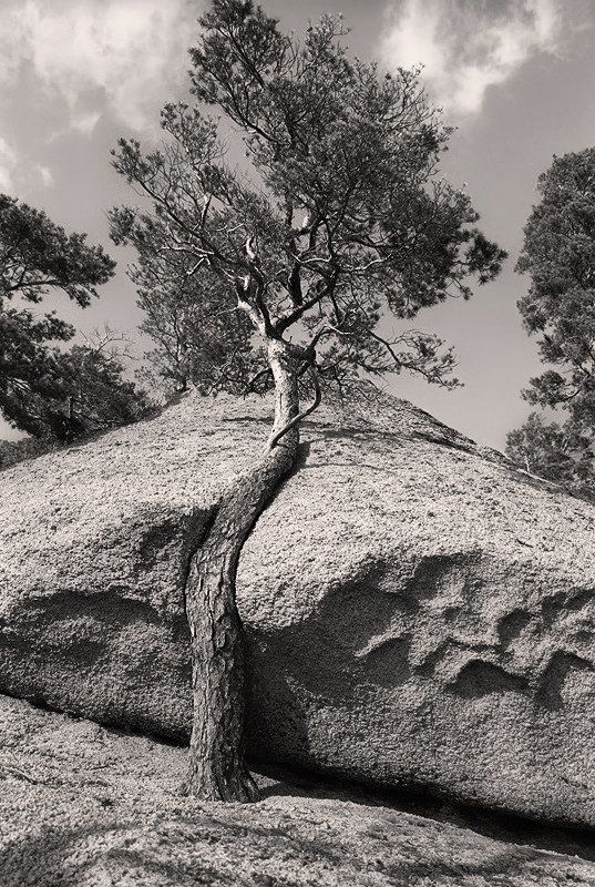 дерево, скала Борьба за место под солнцем фото превью