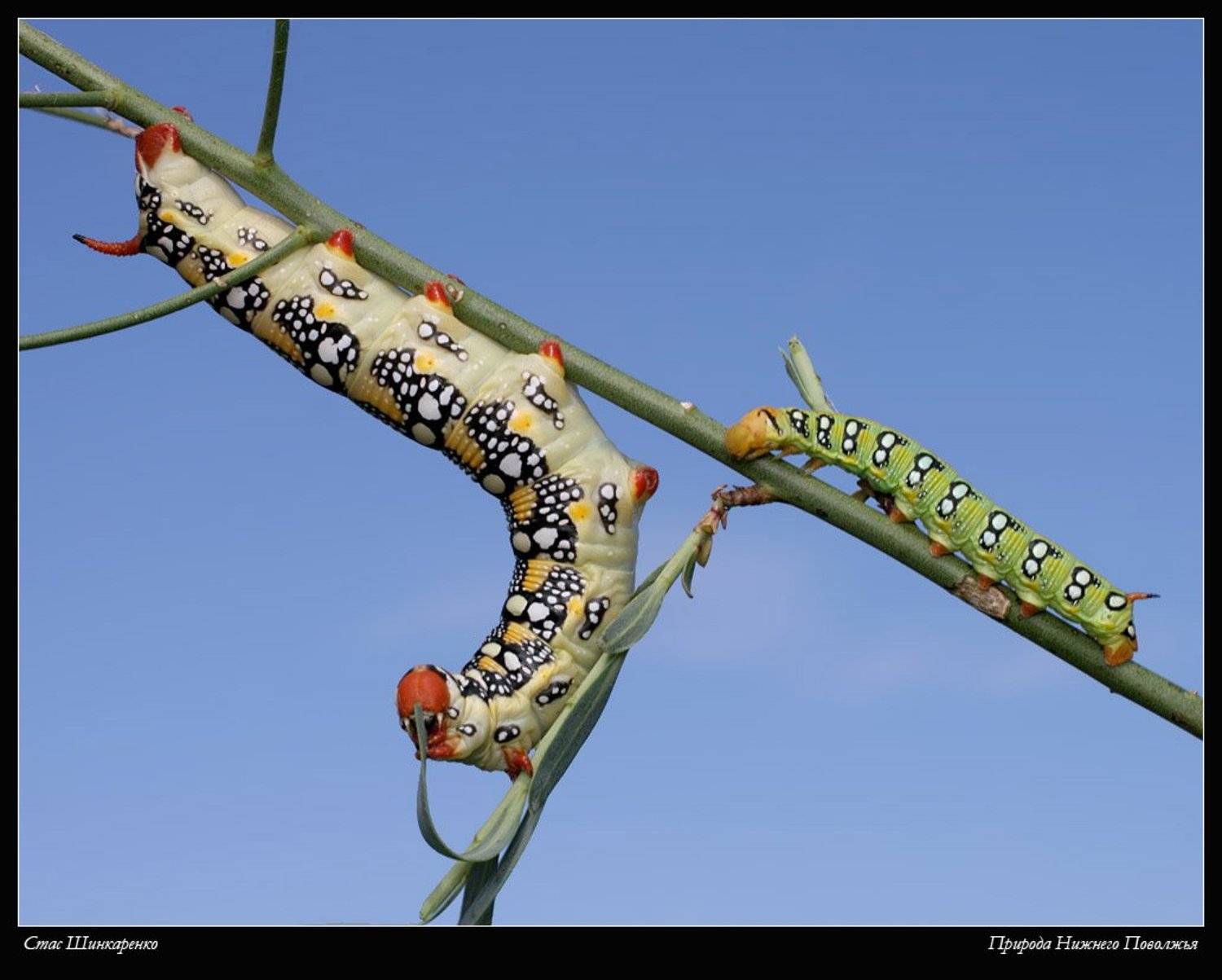 , Стас Шинкаренко