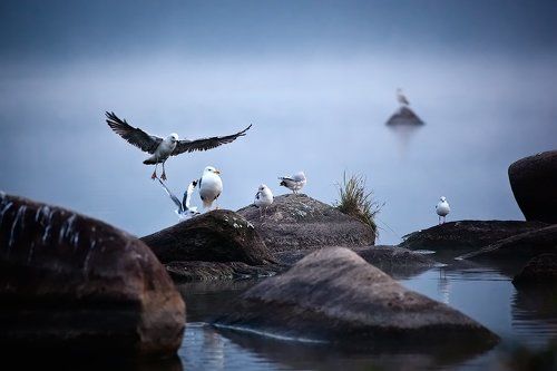 Gull's life