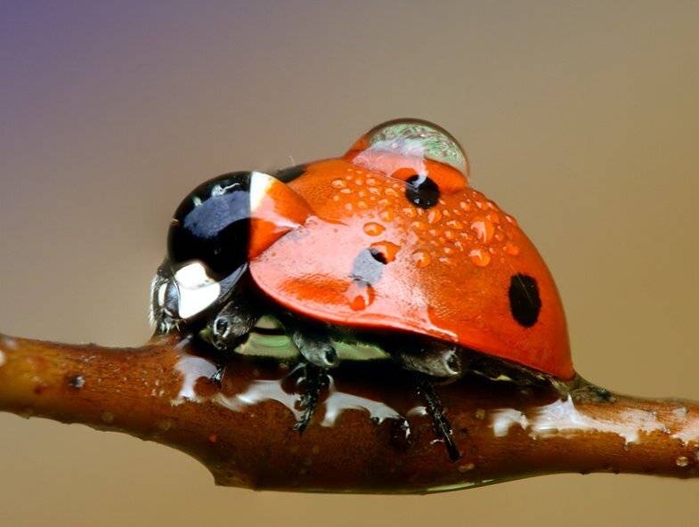 , Сергей Таланов