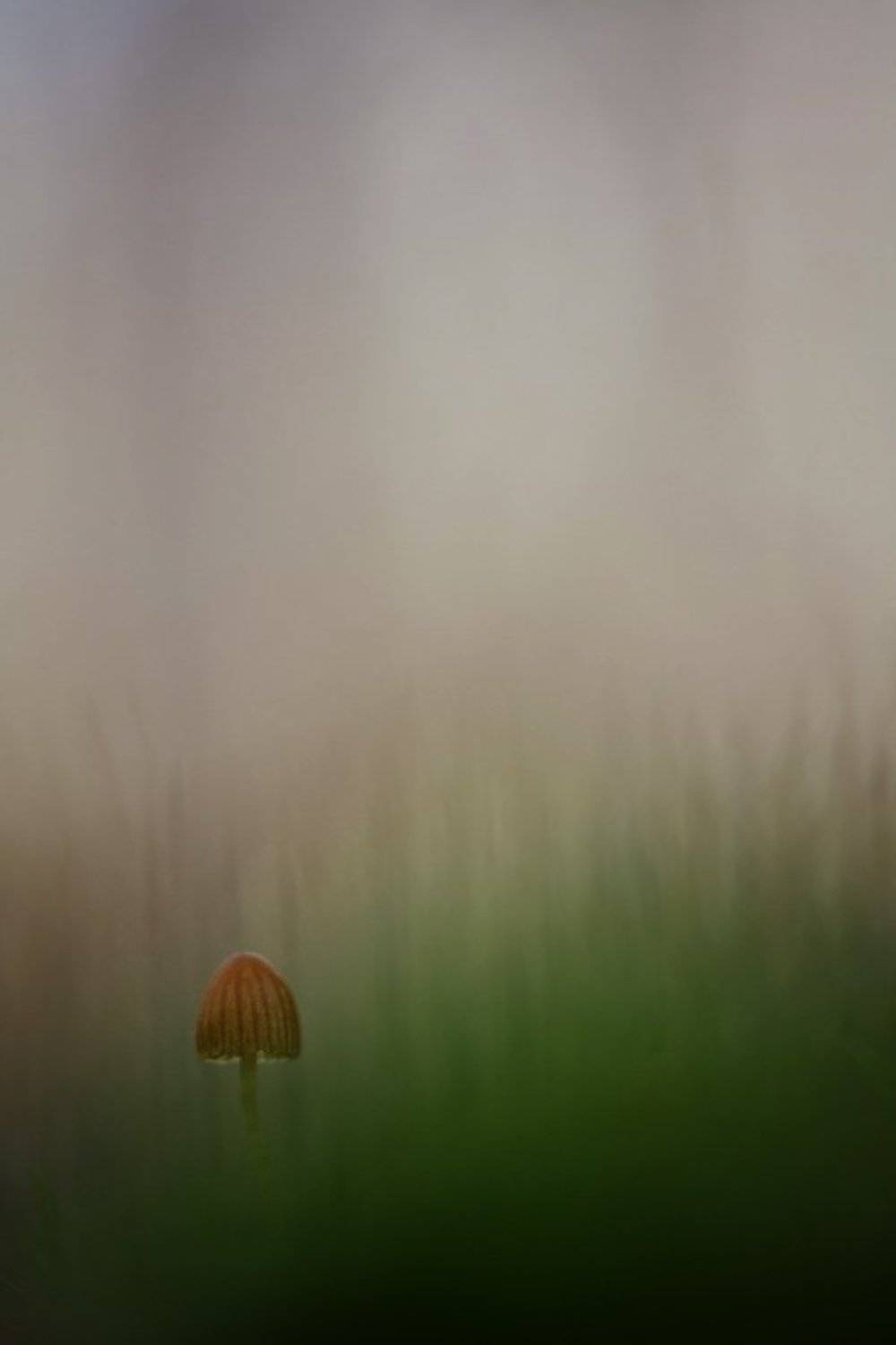 гриб, осень, туман, Юлия