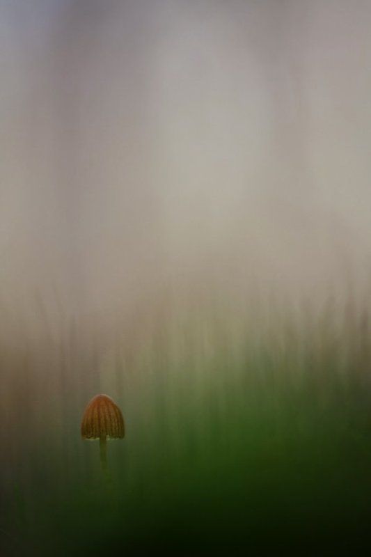 гриб, осень, туман один в тумане фото превью