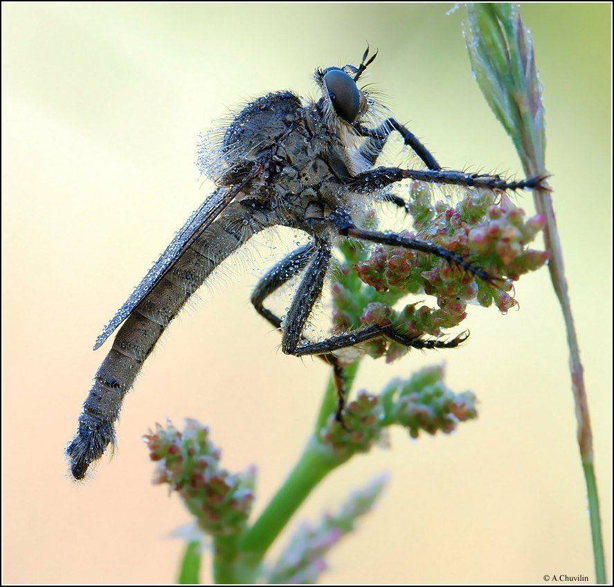ктырь,утро,холодно,мокро,роса, Александр Чувилин