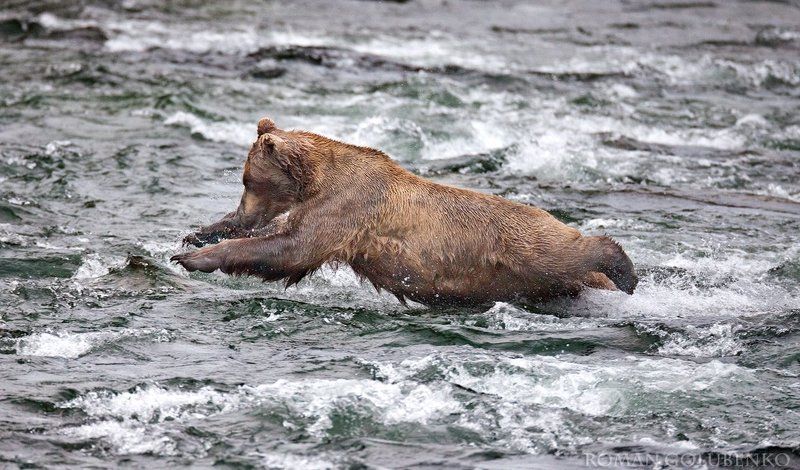 На самом-то деле медведи произошли от дельфинов / In reality, bears evolved from dolphins фото превью