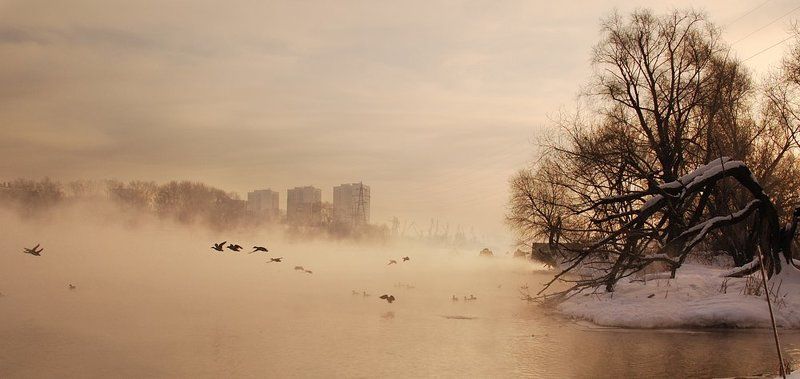 москва, утки, туман *** фото превью