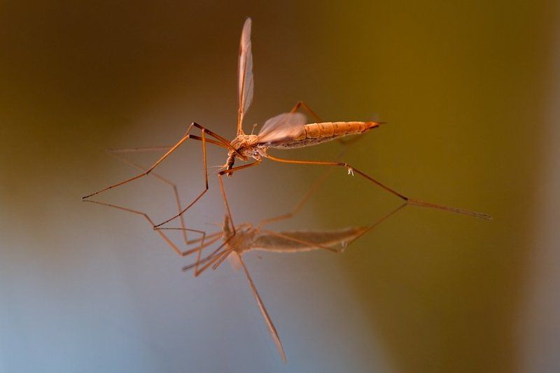 insect, mosquito, reflection Introspection фото превью